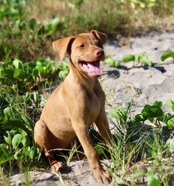 Dog sitting on a field