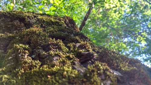 Low angle view of moss growing on tree trunk