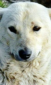 Close-up portrait of a dog