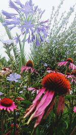 Close-up of fresh purple flowering plants on field