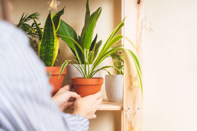 Woman hands holding flower pot. home gardening, love houseplant. stylish interior with a lot plant