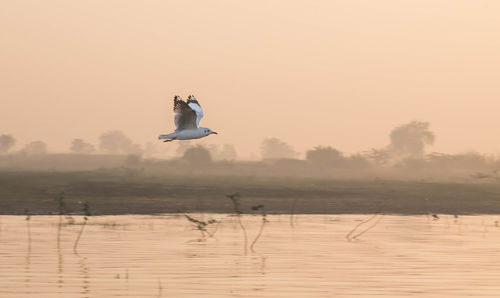 Bird flying over lake against sky during sunset