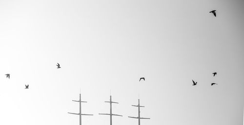 Low angle view of birds flying in sky