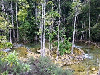 Scenic view of waterfall in forest