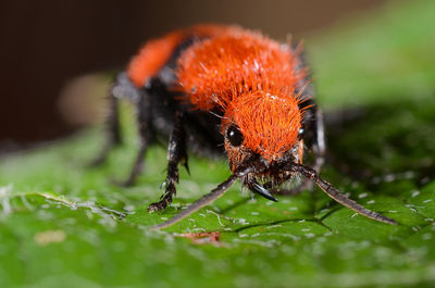 Close-up of velvet ant on leaf