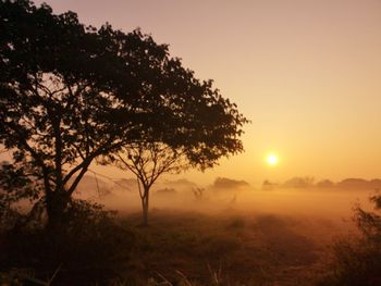 Silhouette trees on field against sky during sunset