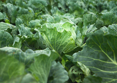 Full frame shot of fresh green leaves