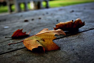 Close-up of dry maple leaves fallen on leaf