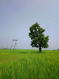 Scenic view of agricultural field against clear sky