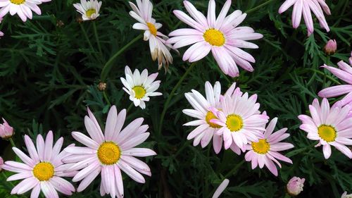 Close-up of white daisy flowers