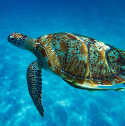 Turtle swimming in sea