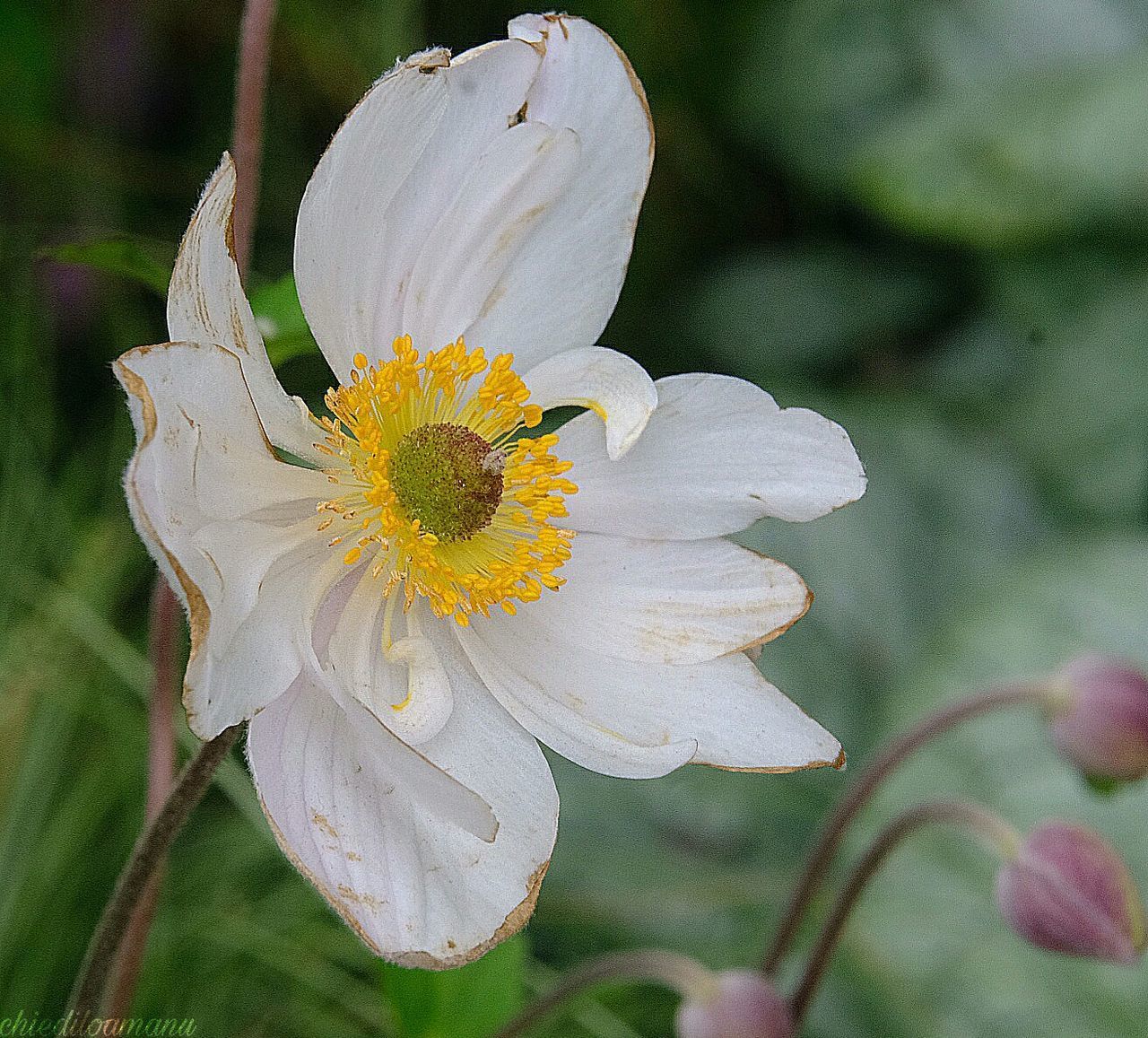 CLOSE-UP OF WHITE FLOWER