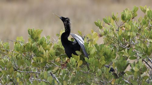 Bird perching on a plant