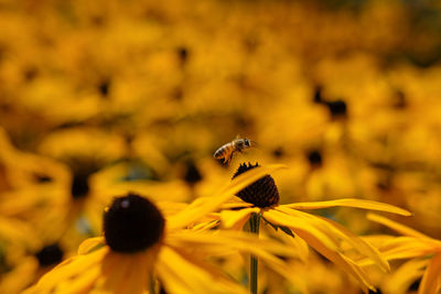 Close-up of bee on yellow flower