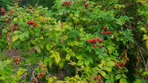 Close-up of fresh green plants