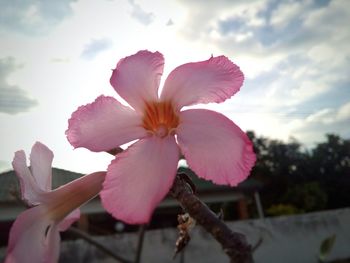 Close-up of flower blooming against sky