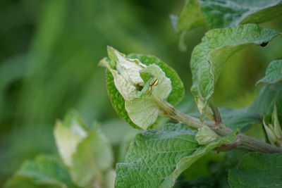 Close-up of insect on leaf