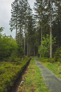 Road amidst trees in forest against sky