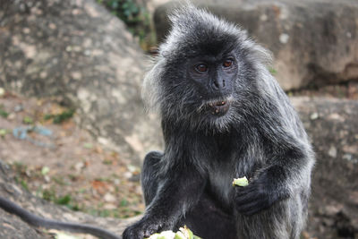 Portrait of monkey sitting on rock