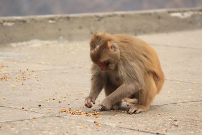 Monkey sitting on field