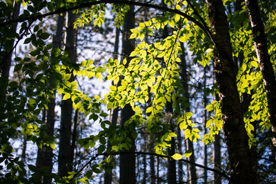 Fresh green plants and trees in forest