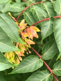 Close-up of insect on leaves