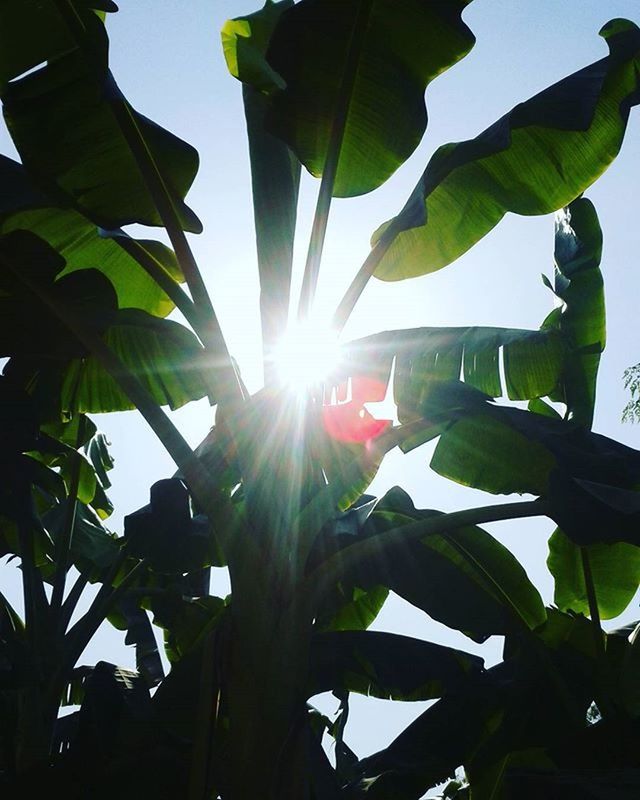 low angle view, sun, sunbeam, leaf, sunlight, growth, lens flare, clear sky, tree, sky, nature, green color, bright, sunny, palm tree, plant, beauty in nature, day, back lit, no people