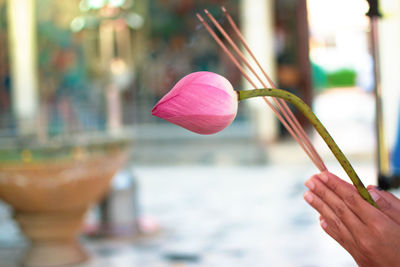 Close-up of hand holding lotus and incense sticks while praying