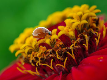 Close-up of orange bug on flower