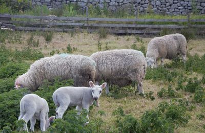 Sheep grazing in a field