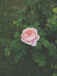 Close-up of pink rose