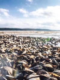 Surface level of pebble beach against sky