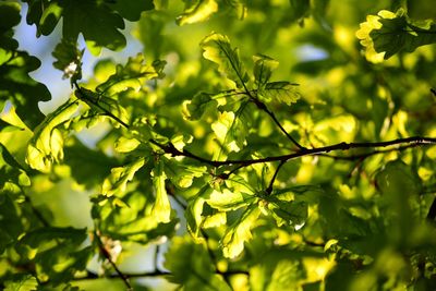 Close-up of leaves against blurred background