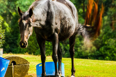 Horses in a field