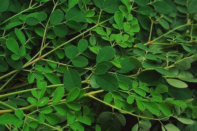 Full frame shot of fresh green leaves