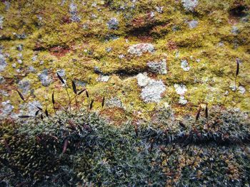 Full frame shot of lichen growing on tree