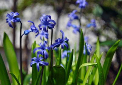 Close-up of purple flowering plants