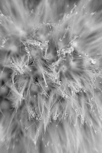 Full frame shot of plants