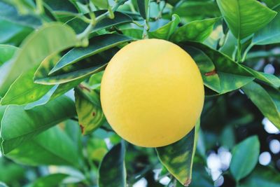 Close-up of fruit growing on tree