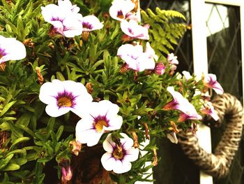 Close-up of pink flowers