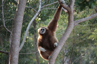 Monkey on tree in forest