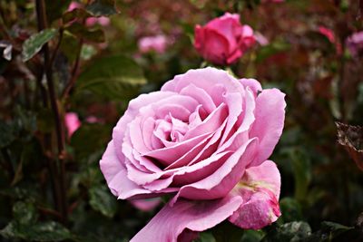 Close-up of pink rose
