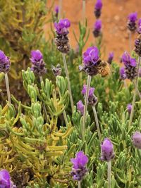 Close-up of purple flowering plants