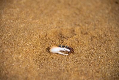 Close-up of shell on sand