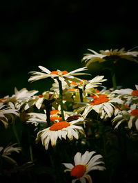 Close-up of orange flowering plant