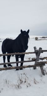 Horse standing on snow covered land