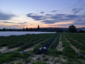 Scenic view of field against sky during sunset