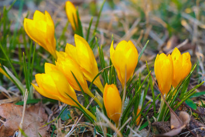 Close-up of yellow crocus flowers on field