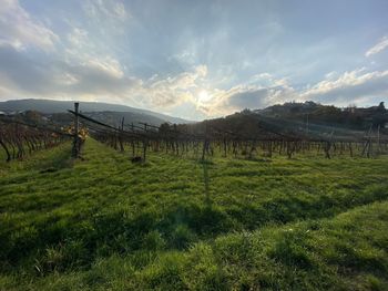 Scenic view of field against sky