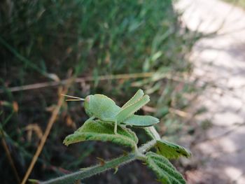 Close-up of green leaf